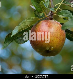 Malus domestica 'James Grieve' ' ist eine kulinarische oder Dessertsorte. Geeignet für nördliche, kältere Regengebiete. Gute, regelmäßige Ernte von Äpfeln, schreien Stockfoto