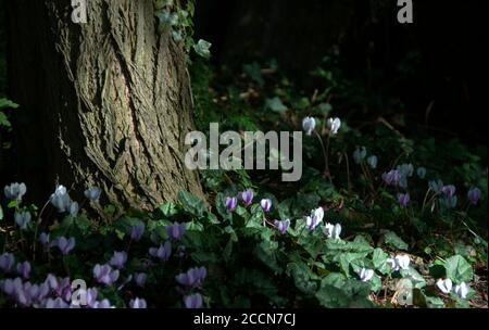 Cyclamen hederifolium am Fuße eines Robinia Pseudo-Akazie Baum mit strukturierter Rinde.Dies ist die Efeu-blättrige Cyclamen oder Sowbread, ist eine Art von floweri Stockfoto