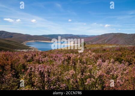 Wasserreservoir in Frühlingslandschaft mit blühenden Heidepflanzen Stockfoto