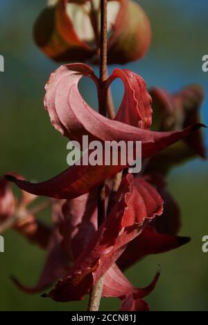 Cornus kousa Stockfoto