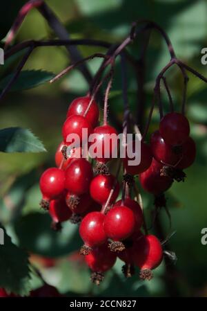 Rosa rubrifolia stieg Hüften. Stockfoto