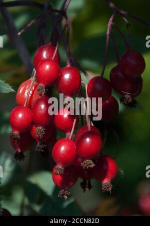 Rosa rubrifolia stieg Hüften. Stockfoto