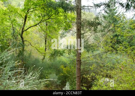 Gemischte Wälder blühen im Frühling Stockfoto