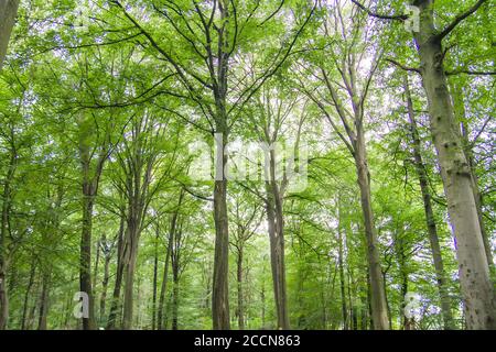 Grüne Waldlandschaft im Frühling Stockfoto