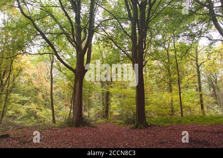 Herbstliche Landschaft in Laubwäldern Stockfoto