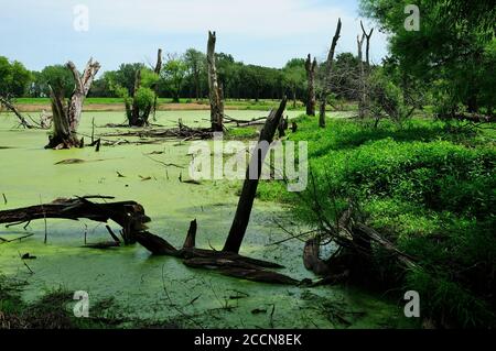 Ein Flachland-Sumpf mit Algen und Totholz Bäume bedeckt. Stockfoto