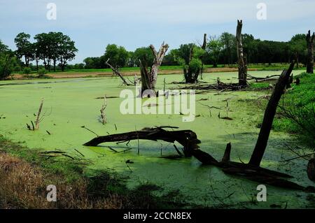 Ein Flachland-Sumpf mit Algen und Totholz Bäume bedeckt. Stockfoto