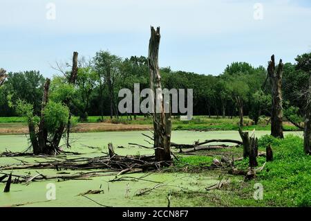 Ein Flachland-Sumpf mit Algen und Totholz Bäume bedeckt. Stockfoto