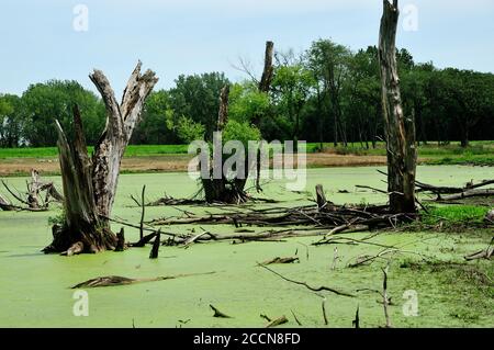 Ein Flachland-Sumpf mit Algen und Totholz Bäume bedeckt. Stockfoto