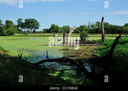 Ein Flachland-Sumpf mit Algen und Totholz Bäume bedeckt. Stockfoto