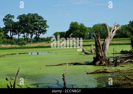 Ein Flachland-Sumpf mit Algen und Totholz Bäume bedeckt. Stockfoto