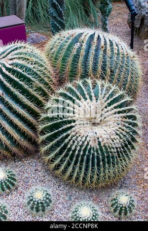 Der Goldfaßkaktus (Echinocactus grusonii) ist eine bekannte Kaktusart und ist im östlichen Zentralmexiko endemisch. Stockfoto