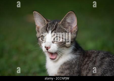 Porträt von niedlichen tabby Kätzchen lookinh erschrocken, schockiert oder im Gras überrascht Stockfoto