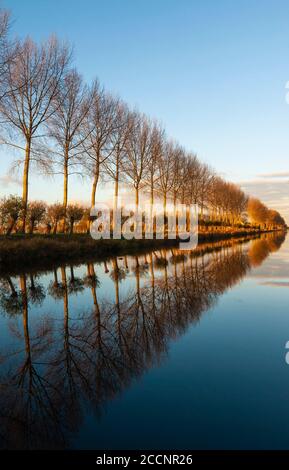 Vertikale Spiegelung von Bäumen an einem Kanal bei Sonnenuntergang in Damme in der Nähe von Brügge, Westflandern, Belgien. Stockfoto