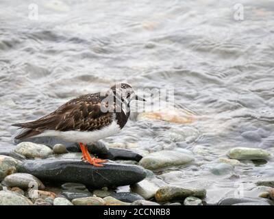 Ein erwachsener, rodiger Turnstone, Arenaria interpres, an der Küste in Dutch Harbour, Unalaska Island, Alaska. Stockfoto