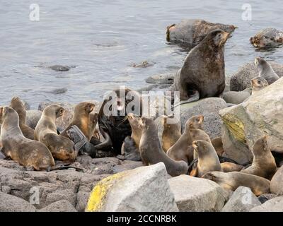 Brutkolonie der Nordfellrobben, Callorhinus ursinus, auf St. Paul Island, Pribilof Islands, Alaska. Stockfoto