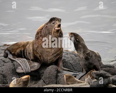 Brutkolonie der Nordfellrobben, Callorhinus ursinus, auf St. Paul Island, Pribilof Islands, Alaska. Stockfoto