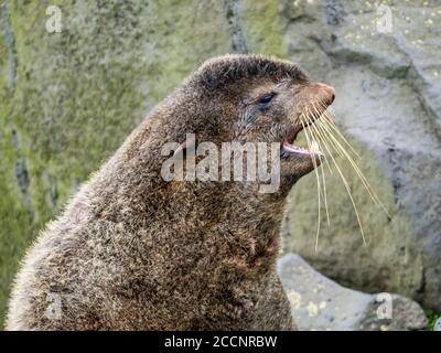 Erwachsener Stier Nordpelzrobbe, Callorhinus ursinus, auf St. Paul Island, Pribilof Islands, Alaska. Stockfoto