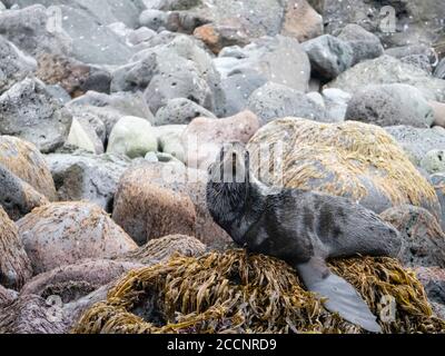 Erwachsener Stier Nordpelzrobbe, Callorhinus ursinus, auf St. Paul Island, Pribilof Islands, Alaska. Stockfoto