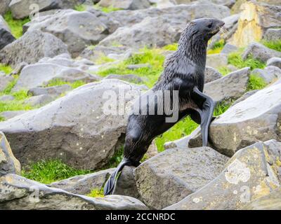 Junge Nordpelzrobbe, Callorhinus ursinus, auf St. Paul Island, Pribilof Islands, Alaska. Stockfoto