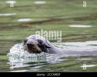 Junge Nordpelzrobbe, Callorhinus ursinus, auf St. Paul Island, Pribilof Islands, Alaska. Stockfoto