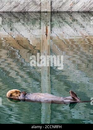 Ein ausgewachsener Seeotter, Enhydras lutris, ruht auf seinem Rücken im Hafen bei Kodiak, Kodiak Island, Alaska. Stockfoto