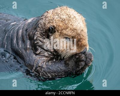 Ein ausgewachsener Seeotter, Enhydras lutris, ruht auf seinem Rücken im Hafen bei Kodiak, Kodiak Island, Alaska. Stockfoto