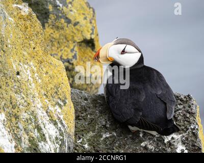 Erwachsene gehörnte Papageientaucher, Fratercula corniculata, auf nistenden Klippen auf St. Paul Island, Pribilof Islands, Alaska. Stockfoto