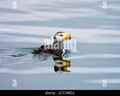 Adult Horned Papageitaucher, Fratercula corniculata, auf dem Wasser in der Nähe von St. George Island, Pribilof Islands, Alaska. Stockfoto