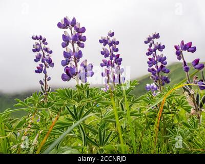 Wild Nootka Lupine, Lupinus nootkatensis, auf der Insel Kagamil, Aleutians, Alaska. Stockfoto