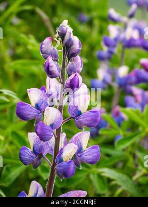 Wild Nootka Lupine, Lupinus nootkatensis, auf der Insel Kagamil, Aleutians, Alaska. Stockfoto