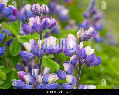 Wild Nootka Lupine, Lupinus nootkatensis, auf der Insel Kagamil, Aleutians, Alaska. Stockfoto