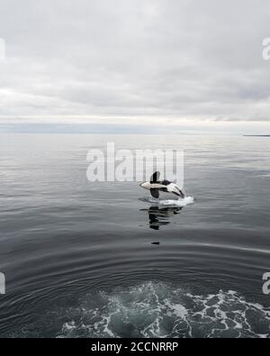 Erwachsene Bullenkiller Wal, Orcinus Orca, Durchbrechen von St. Paul Island, Pribilof Islands, Alaska. Stockfoto