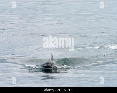 Ein junger Killerwal, Orcinus Orca, erfolglos auf der Jagd nach einer nördlichen Pelzrobbe, St. Paul Island, Pribilof Islands, Alaska. Stockfoto