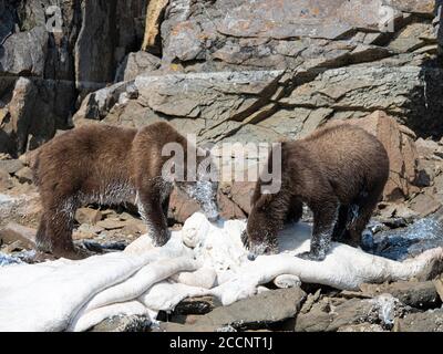 Junge Braunbären, Ursus Arctos, Fütterung von toten Beluga, Geographic Harbour, Katmai National Park, Alaska, USA. Stockfoto