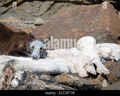 Junger Braunbär, Ursus Arctos, Fütterung von toten Beluga, Geographic Harbour, Katmai National Park, Alaska, USA. Stockfoto