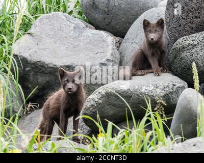 Eine Mutter Polarfuchs, Vulpes lagopus, mit Kit in ihren Sommer braunen Pelzmäntel auf St. Paul Island, Pribilof Islands, Alaska. Stockfoto