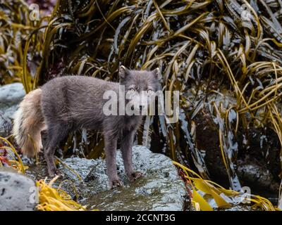 Ausgewachsener Polarfuchs, Vulpes lagiopus, in Seetang mit braunem Sommerfell auf St. George Island, Pribilof Islands, Alaska. Stockfoto