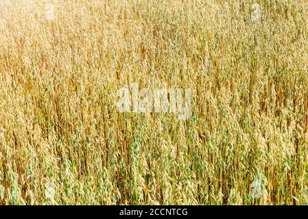 Weicher, unscharfer Hintergrund des Haferfeldes im Sommer Stockfoto