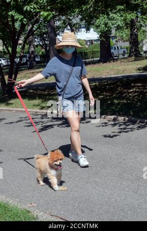 Eine asiatisch-amerikanische Frauen, die eine Maske trägt, geht mit ihrem Haustier Pekingese Hund in einen Park. In Flushing, Queens, New York City. Stockfoto