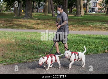 Ein Mann mit mehreren Tattoos geht mit seinen 2 Bullterrier in einen Park in Flushing, Queens, New York City. Stockfoto