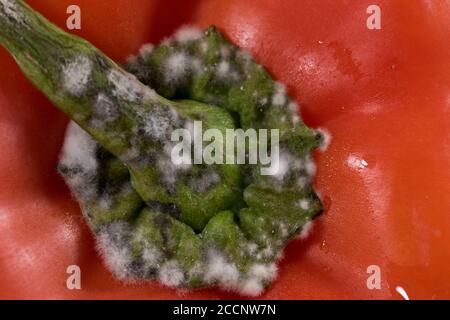 Weißer Fuzzy-Schimmel auf Paprika. Verrottet verdorbene Nahrung mit bakteriellen weißen flauschigen Pilz wächst auf ihm. Stockfoto