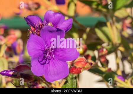 Violette Blüten aus Pflanzenruhmbusch mit Sonnenlicht Stockfoto