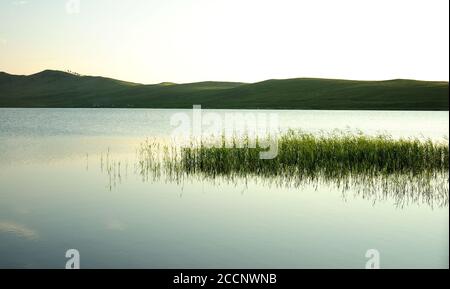 Kleine Schilfdickichte sind wie eine Insel auf dem Wasser in der Nähe der Ufer eines malerischen Sees in einer Mulde zwischen grünen Hügeln. See Fyrkal, Chakassien, Stockfoto