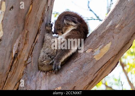 Koala tagsüber, schlafen auf einem Eukalyptuszweig. Schlafen und Positionswechsel. Yanchep Nationalpark, Western Australia WA, Australien Stockfoto