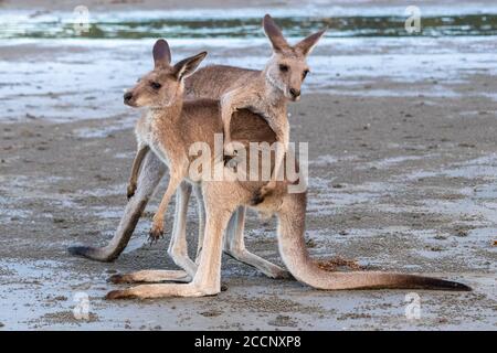 Zwei junge männliche Kängurus, die mit großer Energie spielen, am Strand vor dem Meer, Sonnenuntergang. Ganzkörperbild. Queensland, Australien Stockfoto