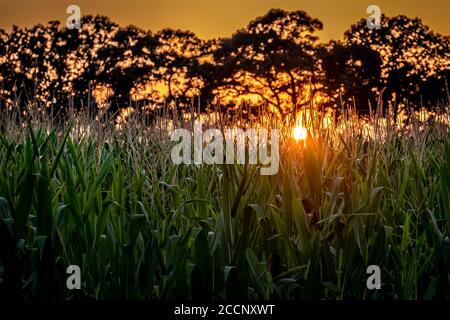 Die Abendsonne in einem orangen Himmel sinkt in den Quasten eines Kornfeldes. Raleigh, North Carolina Stockfoto