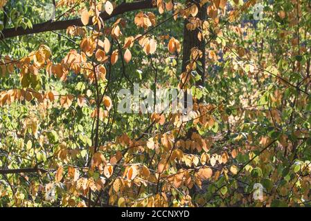 Orange Blätter an Ästen im Wald an sonnigen Tagen Stockfoto