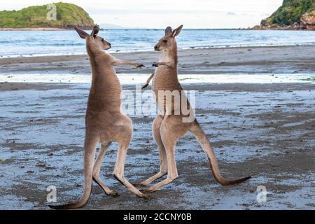 Zwei junge Kängurus boxend, spielend mit großer Energie, am Strand vor dem Meer, Sonnenuntergang. Ganzkörperbild. Australien Stockfoto