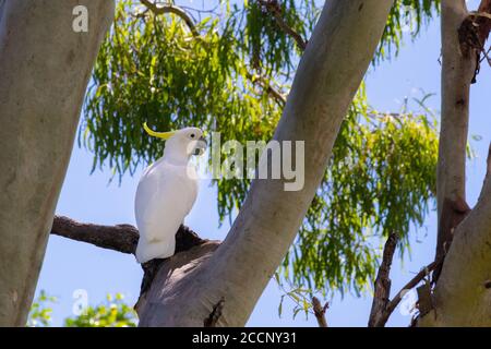 Schwefel-Haubenkakatoo, weißer Körper mit gelbem Kamm, auf einem Ast in freier Wildbahn, Profilbild. Queensland, Australien, Ostküste Stockfoto